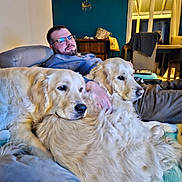 Asia participe au concours pour gagner de l'argent avec cette photo : beard, blanket, blue_sweater, brown_pants, casual, chair, couch, cozy, dog, floor, furniture, glasses, golden_retriever, home, indoor, living_room, man, pet, relaxing, window