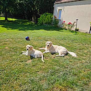 Asia participe au concours pour gagner de l'argent avec cette photo : animal, ball, canine, companion, daylight, dog, domestic, golden_retriever, grass, greenery, house, nature, outdoor, pet, playing, relaxing, summer, sunny, two_dogs, yard