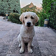 Asia participe au concours pour gagner de l'argent avec cette photo : dog, puppy, golden_retriever, outdoor, patio, tile_floor, greenery, bushes, trees, statue, hill, nature, animal, pet, cute, sitting, calm, young, fur, canine