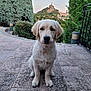 dog, puppy, golden_retriever, outdoor, patio, tile_floor, greenery, bushes, trees, statue, hill, nature, animal, pet, cute, sitting, calm, young, fur, canine