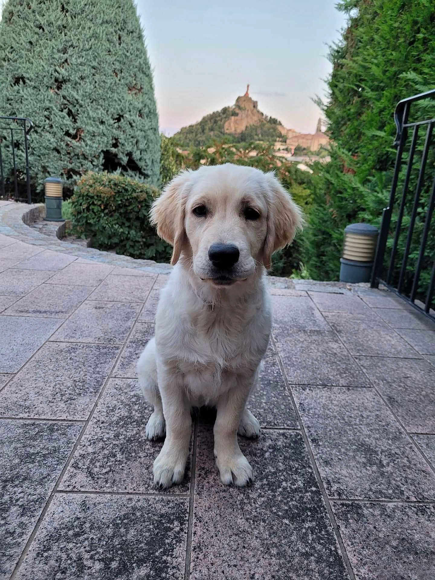 Asia participe au concours pour gagner de l'argent avec cette photo : dog, puppy, golden_retriever, outdoor, patio, tile_floor, greenery, bushes, trees, statue, hill, nature, animal, pet, cute, sitting, calm, young, fur, canine