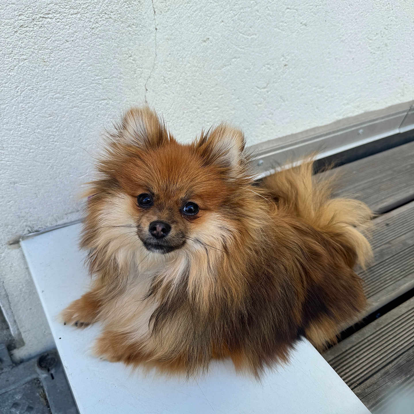 Vaïka participe au concours pour gagner de l'argent avec cette photo : animal, brown, companion, cream, cute, dog, domestic_animal, ears, face, fluffy, fur, looking_up, outdoor, pet, pomeranian, sitting, small_dog, tail, white_wall, wooden_deck