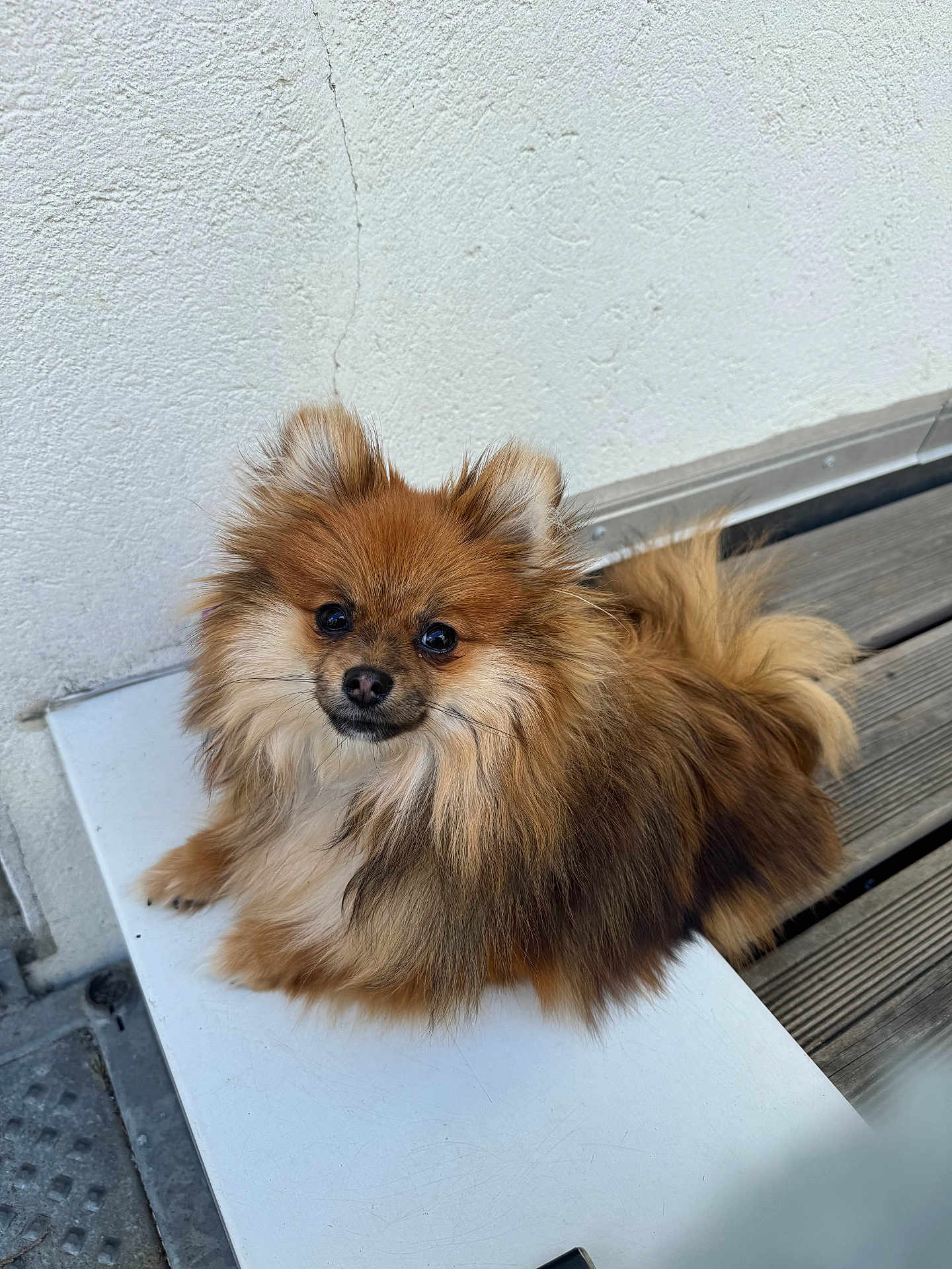 Vaïka participe au concours pour gagner de l'argent avec cette photo : dog, pomeranian, fluffy, brown, cream, pet, animal, outdoor, wooden_deck, white_wall, cute, small_dog, fur, ears, tail, face, sitting, looking_up, companion, domestic_animal