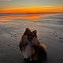 Vaïka a rejoint le concours — aidez-le/la à gagner de superbes lots ! dog, pomeranian, beach, sunset, sand, water, sky, clouds, reflection, animal, pet, outdoor, nature, happy, fluffy, canine, twilight, scenic, serene, sunset_colors