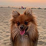 dog, pomernian, beach, sand, sunset, animal, pet, fluffy, cute, tongue_out, fur, happy, outdoor, nature, canine, portrait, small_dog, sunset_lighting, smiling, collar