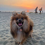 Vaïka participe au concours pour gagner de l'argent avec cette photo : dog, pomeranian, beach, sand, sunset, happy, fluffy, outdoor, animal, pet, sky, nature, walking, smiling, sun, evening, fur, small_dog, canine, blurred_background