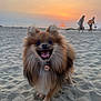 dog, pomeranian, beach, sand, sunset, happy, fluffy, outdoor, animal, pet, sky, nature, walking, smiling, sun, evening, fur, small_dog, canine, blurred_background