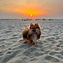 Vaïka a rejoint le concours — aidez-le/la à gagner de superbes lots ! dog, pomeranian, beach, sand, sunset, sun, outdoor, animal, pet, fluffy, canine, nature, sky, twilight, landscape, fur, small_dog, evening, scenic, cute