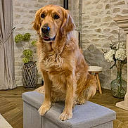 Nala participe au concours pour gagner de l'argent avec cette photo : golden_retriever, dog, pet, indoor, furniture, ottoman, stone_wall, wood_floor, curtain, vase, flowers, stool, cozy, living_room, decor, portrait, animal, sitting, furry, domestic