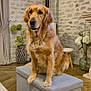 golden_retriever, dog, pet, indoor, furniture, ottoman, stone_wall, wood_floor, curtain, vase, flowers, stool, cozy, living_room, decor, portrait, animal, sitting, furry, domestic