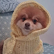 Bella participe au concours pour gagner de l'argent avec cette photo : dog, pomeranian, knitted_scarf, hood, pet, fur, cute, indoors, cushion, pattern, cozy, warm, small_dog, portrait, sitting, animal, face, fur_texture, home, accessory