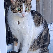 Kino participe au concours pour gagner de l'argent avec cette photo : cat, tabby_cat, white_cat, green_eyes, sitting, netting, mesh, window_sill, domestic_cat, pet, feline, animal, close_up, calm, indoor, portrait, fur, whiskers, ears, paws