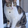 cat, tabby_cat, white_cat, green_eyes, sitting, netting, mesh, window_sill, domestic_cat, pet, feline, animal, close_up, calm, indoor, portrait, fur, whiskers, ears, paws