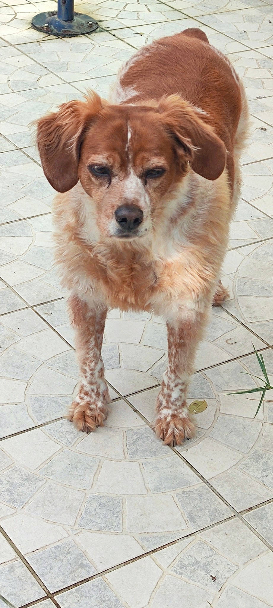 Malice a rejoint le concours — aidez-le/la à gagner de superbes lots ! ancient_dog_breeds, carnivore, companion_dog, dog, dog_breed, fawn, flooring, fur, gun_dog, liver, sporting_group, terrestrial_animal, whiskers, wood