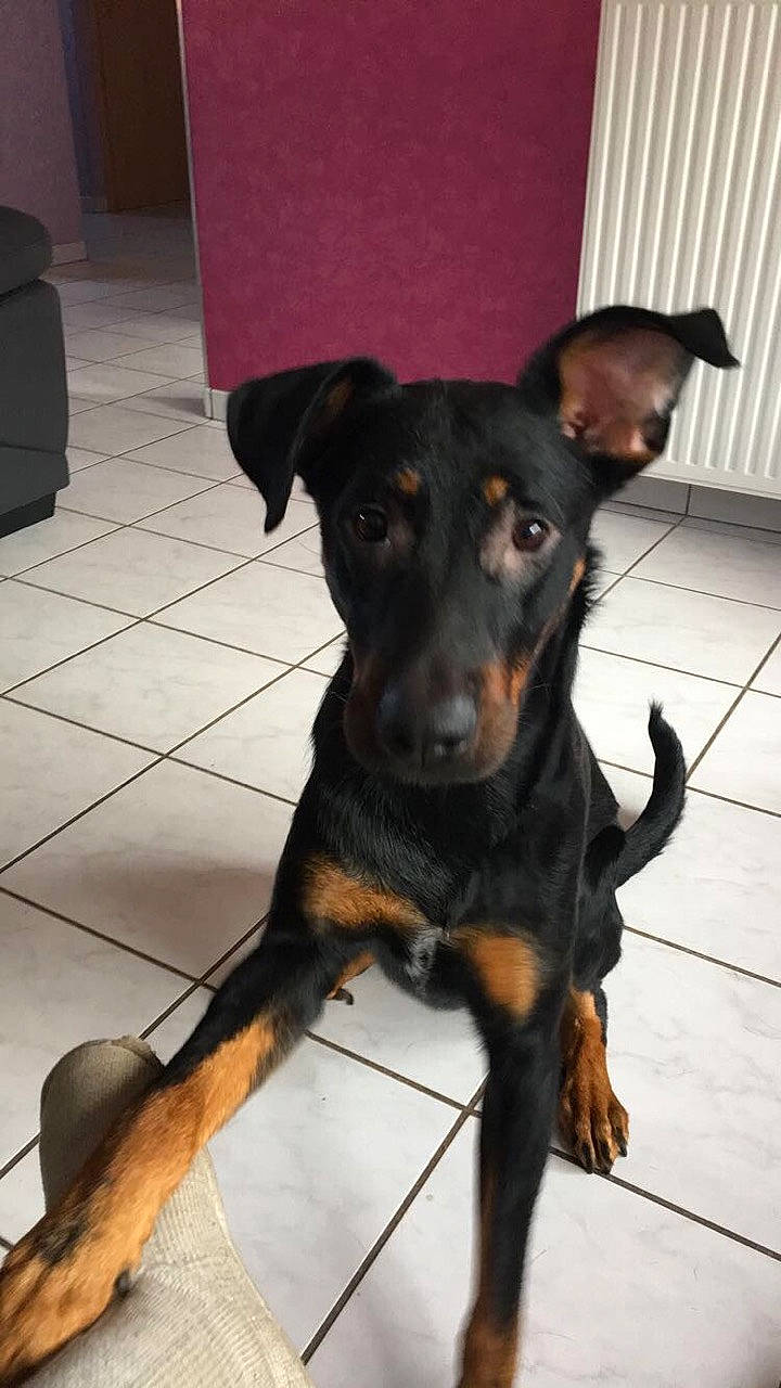 Mira a rejoint le concours — aidez-le/la à gagner de superbes lots ! canidae, carnivore, companion_dog, dobermann, dog, dog_breed, fawn, flooring, fur, guard_dog, hunting_dog, mammal, pinscher, sporting_group, terrestrial_animal, toy_dog, whiskers, working_animal, working_dog