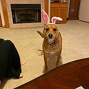 Eddie is registered to the contest to win money with this photo: dog, bunny_ears, costume, pet, living_room, carpet, fireplace, mantel, television, wooden_cabinet, coffee_table, magazine, human_foot, collar, dog_tag, bookcase, door, tile, home_interior, brown_dog