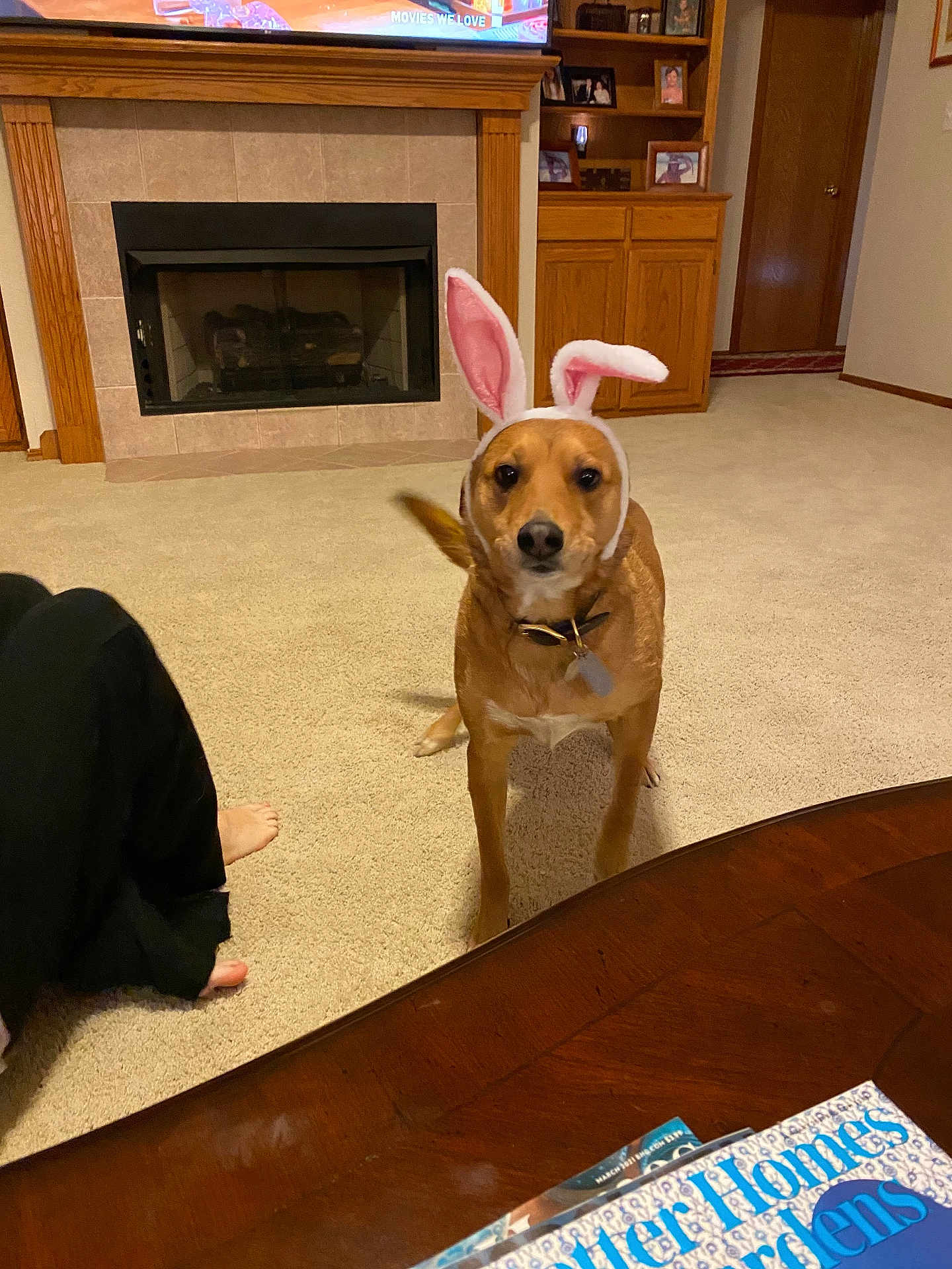 Eddie is registered to the contest to win money with this photo: dog, bunny_ears, costume, pet, living_room, carpet, fireplace, mantel, television, wooden_cabinet, coffee_table, magazine, human_foot, collar, dog_tag, bookcase, door, tile, home_interior, brown_dog