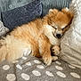 animal, blanket, companion, couch, cozy, cute, dog, domestic, fluffy, fur, furry, indoor, mammal, pet, pillows, polka_dot, pomeranian, relaxed, resting, sleeping
