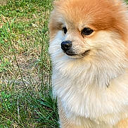 Moky participe au concours pour gagner de l'argent avec cette photo : adorable, alert, animal, canine, closeup, cute, dog, fluffy, fur, furry, grass, mammal, nature, outdoor, pet, pomeranian, portrait, sitting, small_dog, young