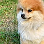 adorable, alert, animal, canine, closeup, cute, dog, fluffy, fur, furry, grass, mammal, nature, outdoor, pet, pomeranian, portrait, sitting, small_dog, young