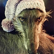 Fiona is registered to the contest to win money with this photo: fur, snout, wildlife
