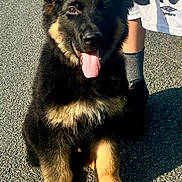 Rocco is registered to the contest to win money with this photo: dog, puppy, german_shepherd, sitting, tongue_out, outdoor, asphalt, sunlight, black_and_tan, leash, person, shorts, sneakers, shadow, paw, happy, pet, walking, young, ears_up