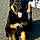Rocco