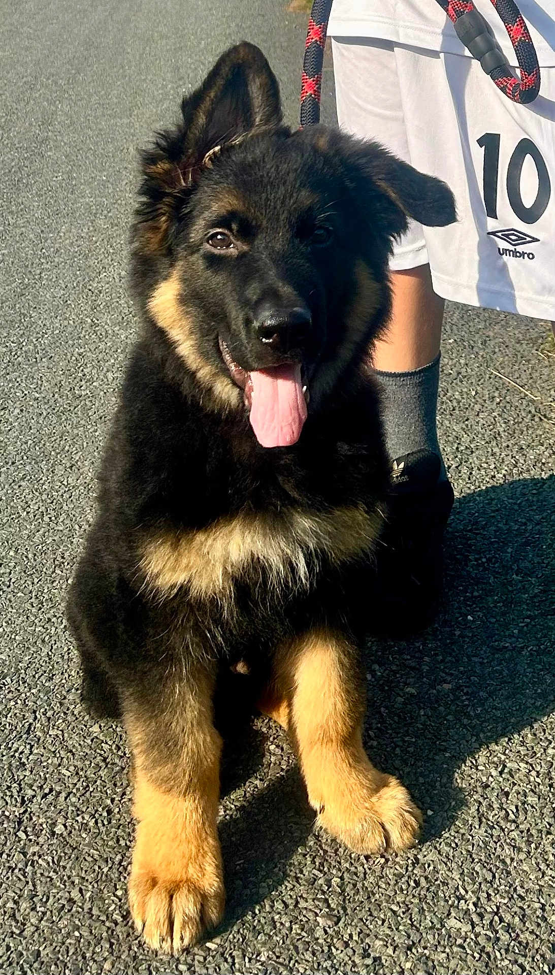 Rocco is registered to the contest to win money with this photo: dog, puppy, german_shepherd, sitting, tongue_out, outdoor, asphalt, sunlight, black_and_tan, leash, person, shorts, sneakers, shadow, paw, happy, pet, walking, young, ears_up