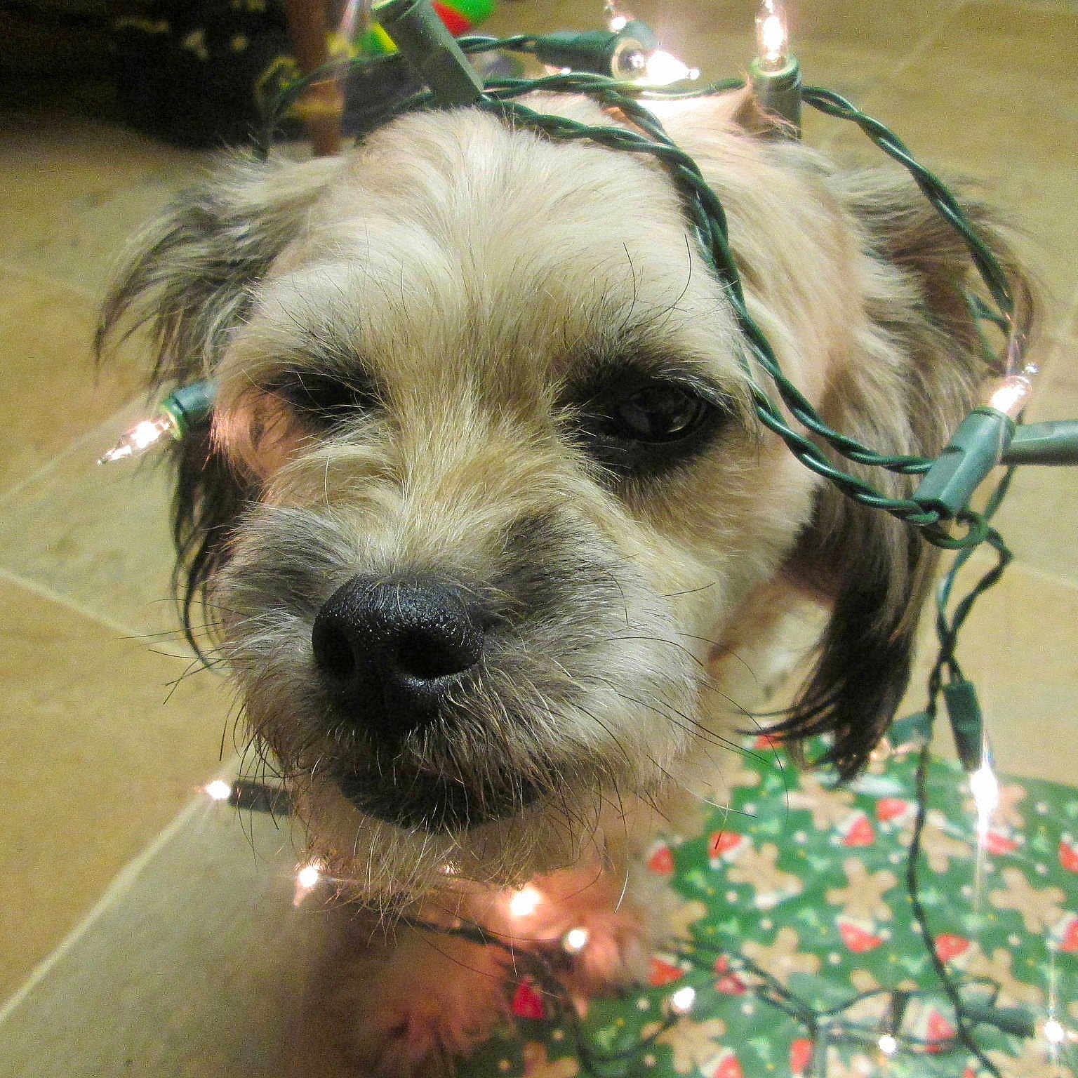 Gizmo is registered to the contest to win money with this photo: