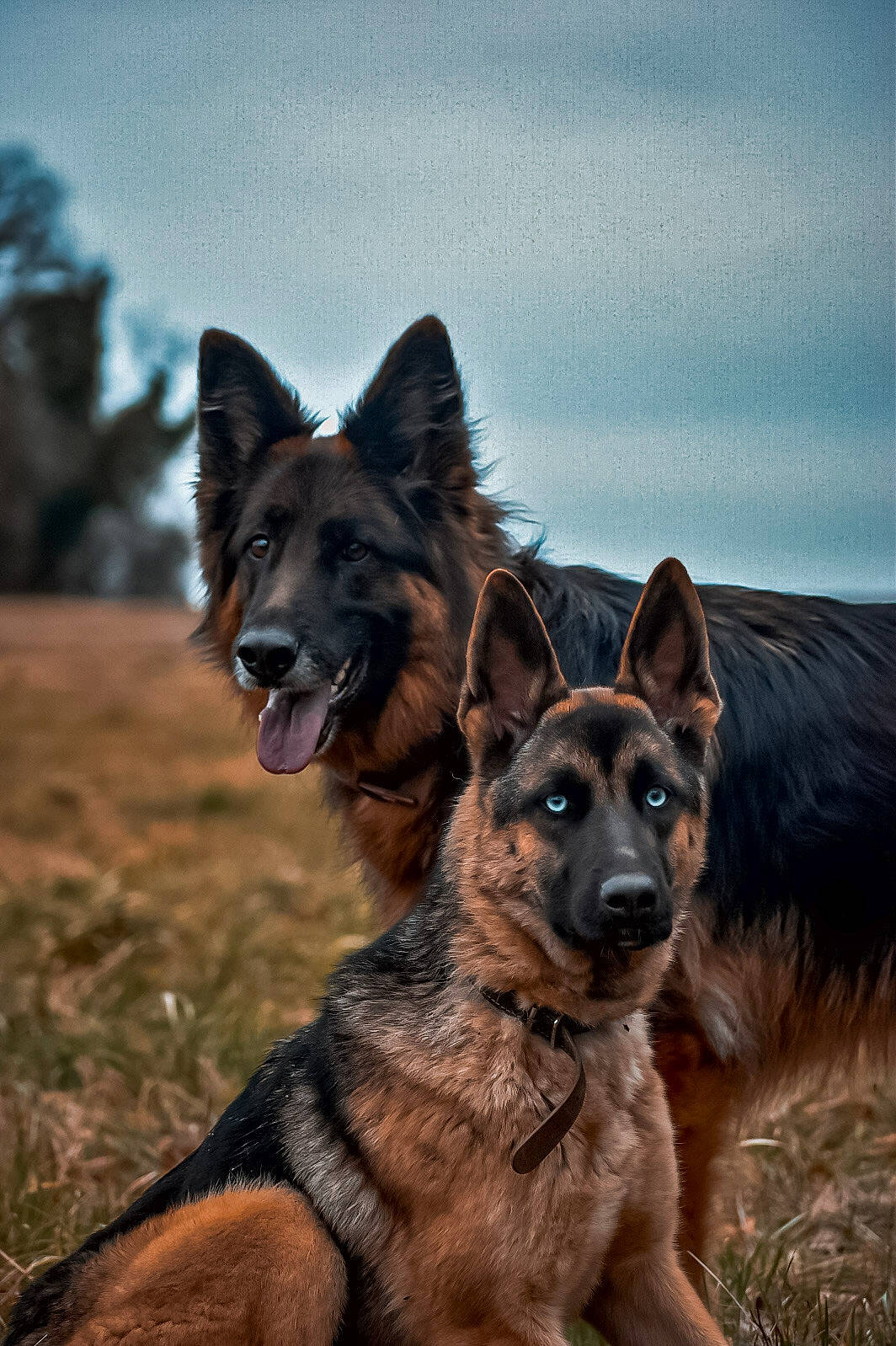 Shana participe au concours pour gagner de l'argent avec cette photo : canidae, carnivore, cloud, dog, dog_breed, east_european_shepherd, german_shepherd_dog, herding_dog, king_shepherd, old_german_shepherd_dog, sky, snout, sporting_group, terrestrial_animal, tervuren, working_dog