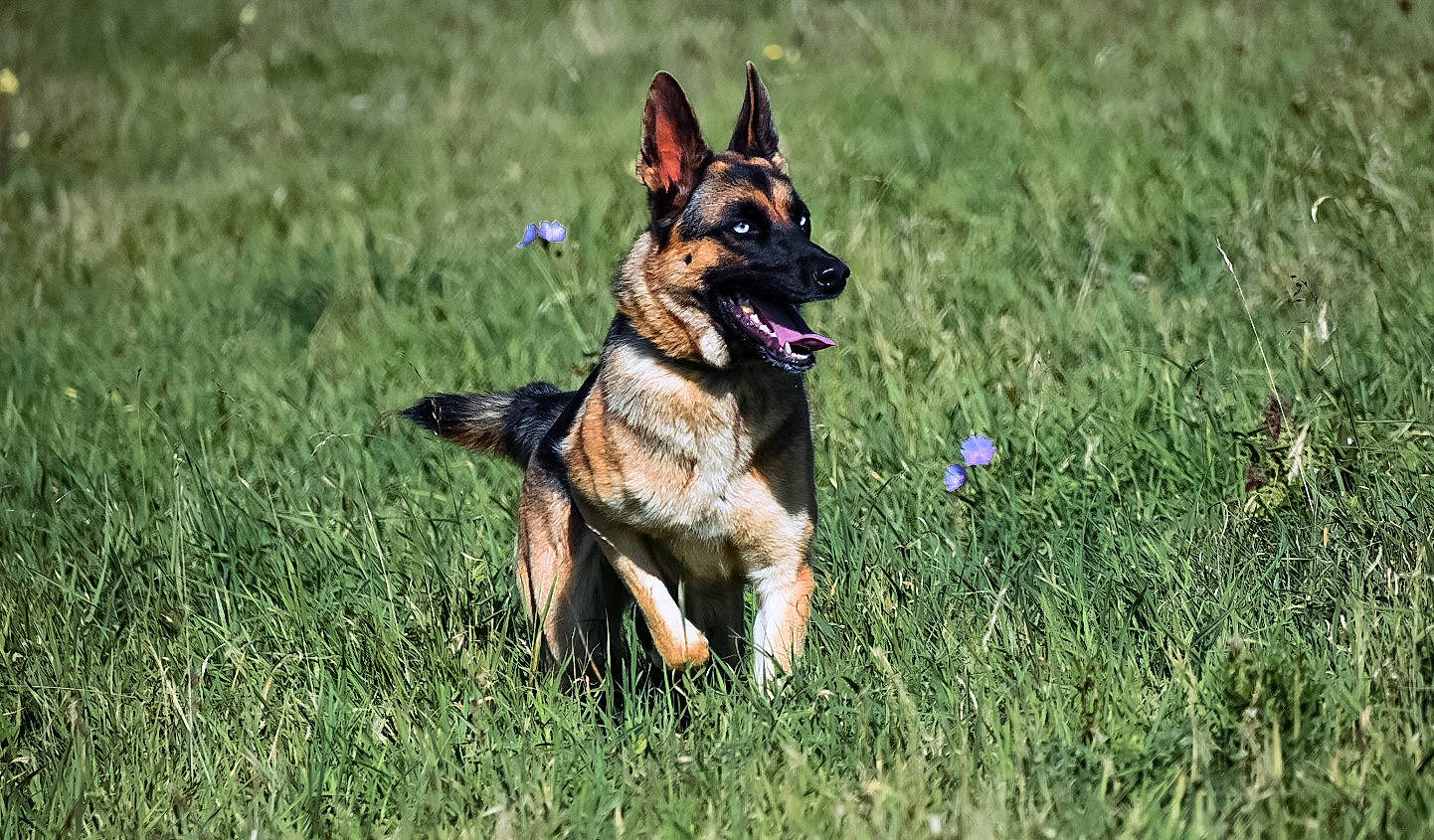 Shana a rejoint le concours — aidez-le/la à gagner de superbes lots ! canidae, carnivore, collar, companion_dog, dog, dog_breed, dog_supply, east_european_shepherd, fawn, german_shepherd_dog, grass, grassland, guard_dog, herbaceous_plant, hunting_dog, king_shepherd, old_german_shepherd_dog, plant, sporting_group, working_dog