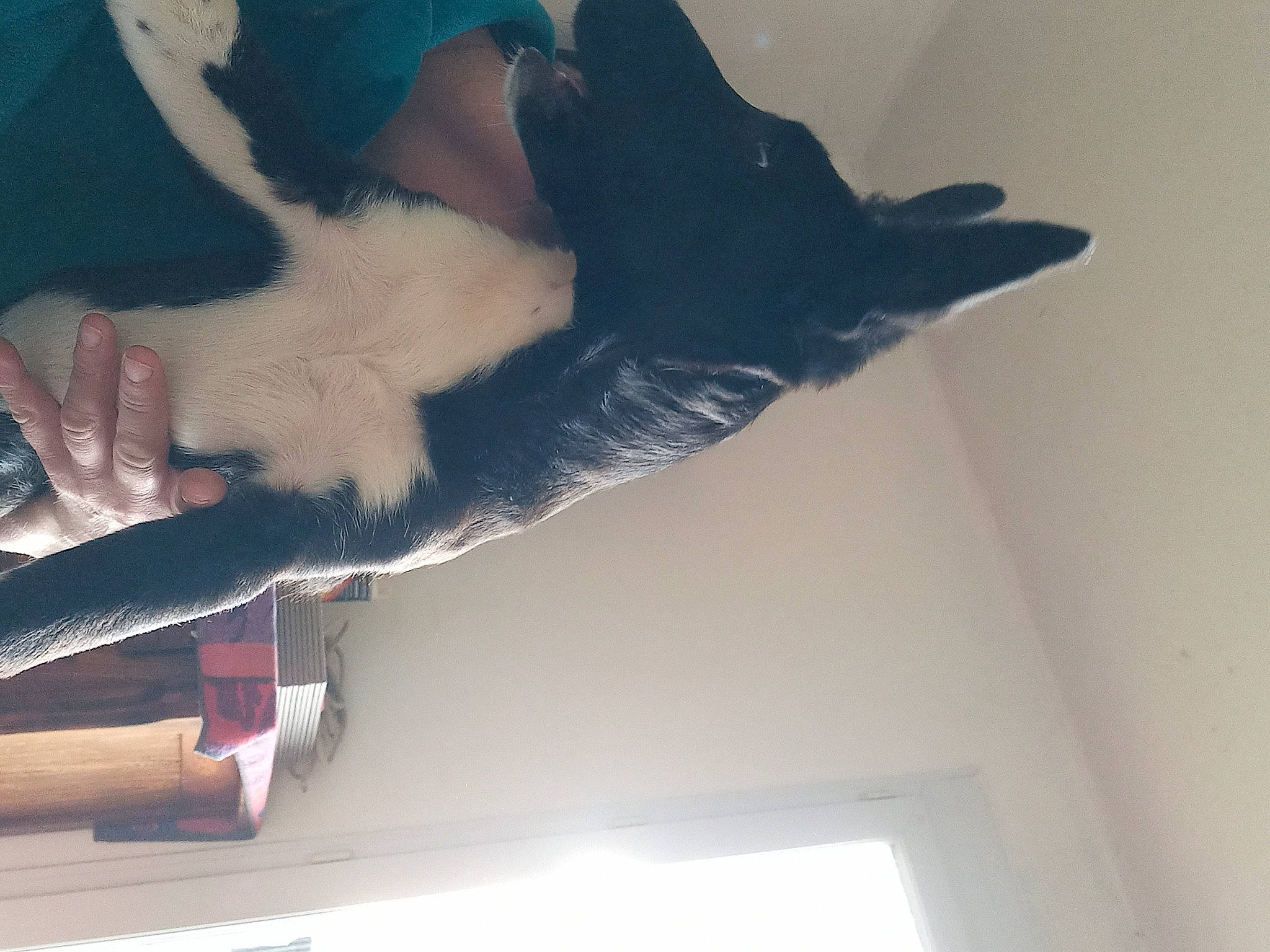 Tia participe au concours pour gagner de l'argent avec cette photo : carnivore, companion_dog, dog_breed, dress, elbow, felidae, foot, gesture, human_body, human_leg, jaw, long_hair, shoulder, small_to_medium_sized_cats, tail, thigh, tints_and_shades, whiskers, wood, wrist