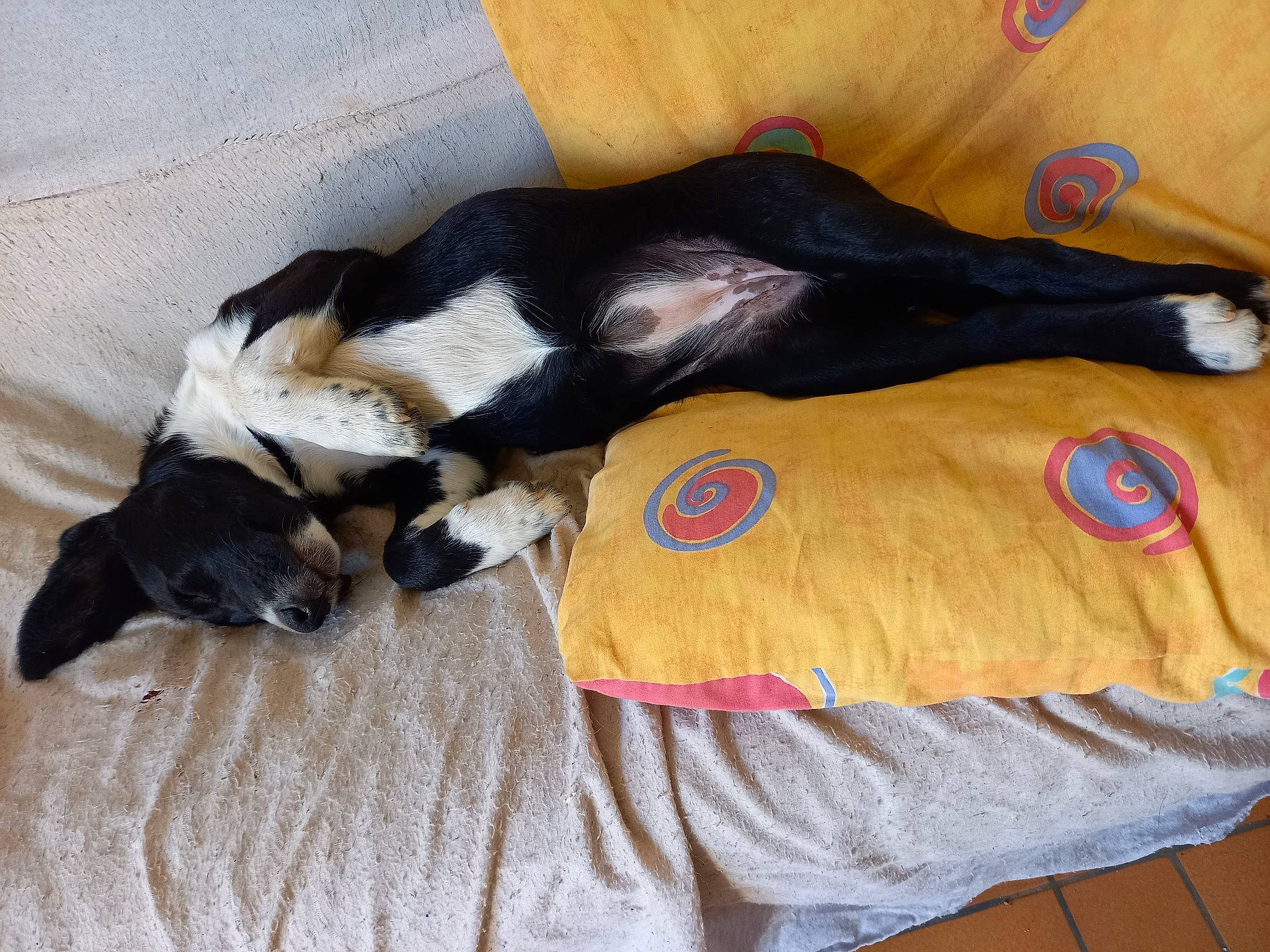 Tia participe au concours pour gagner de l'argent avec cette photo : boston_terrier, canidae, carnivore, comfort, companion_dog, dog, dog_breed, dog_supply, fawn, felidae, fur, hardwood, linens, paw, snout, sporting_group, tail, vertebrate, wood, working_animal