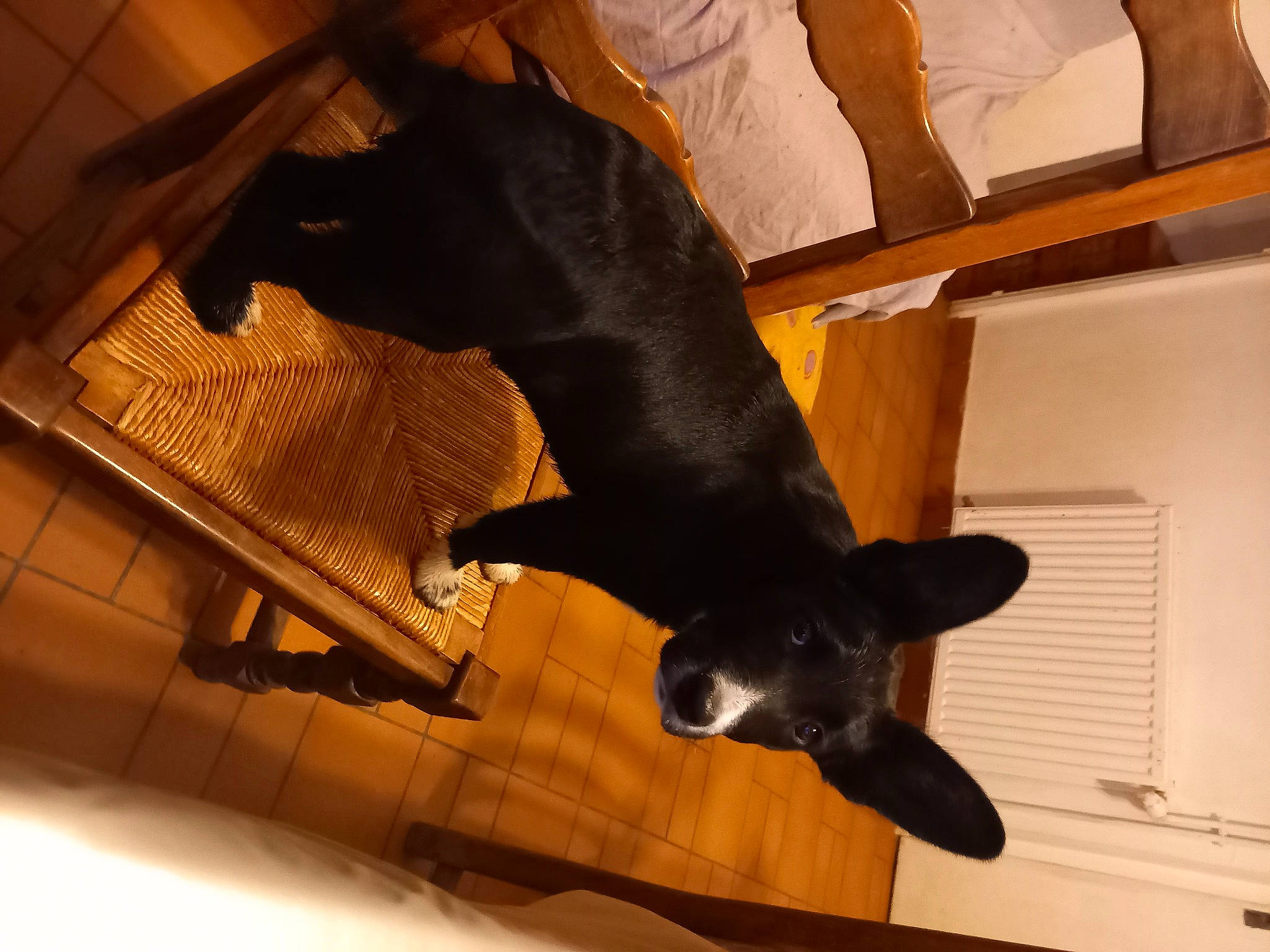 Tia participe au concours pour gagner de l'argent avec cette photo : black_cat, canidae, carnivore, comfort, companion_dog, dog, dog_breed, fawn, felidae, flooring, room, small_to_medium_sized_cats, snout, sporting_group, tail, tints_and_shades, whiskers, window, wood, working_animal