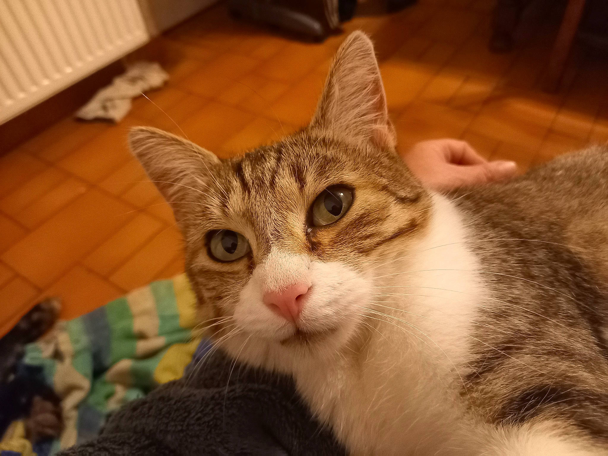 Rose a rejoint le concours — aidez-le/la à gagner de superbes lots ! carnivore, cat, comfort, domestic_short_haired_cat, felidae, flooring, fur, hardwood, paw, small_to_medium_sized_cats, snout, tree, whiskers, window, wood