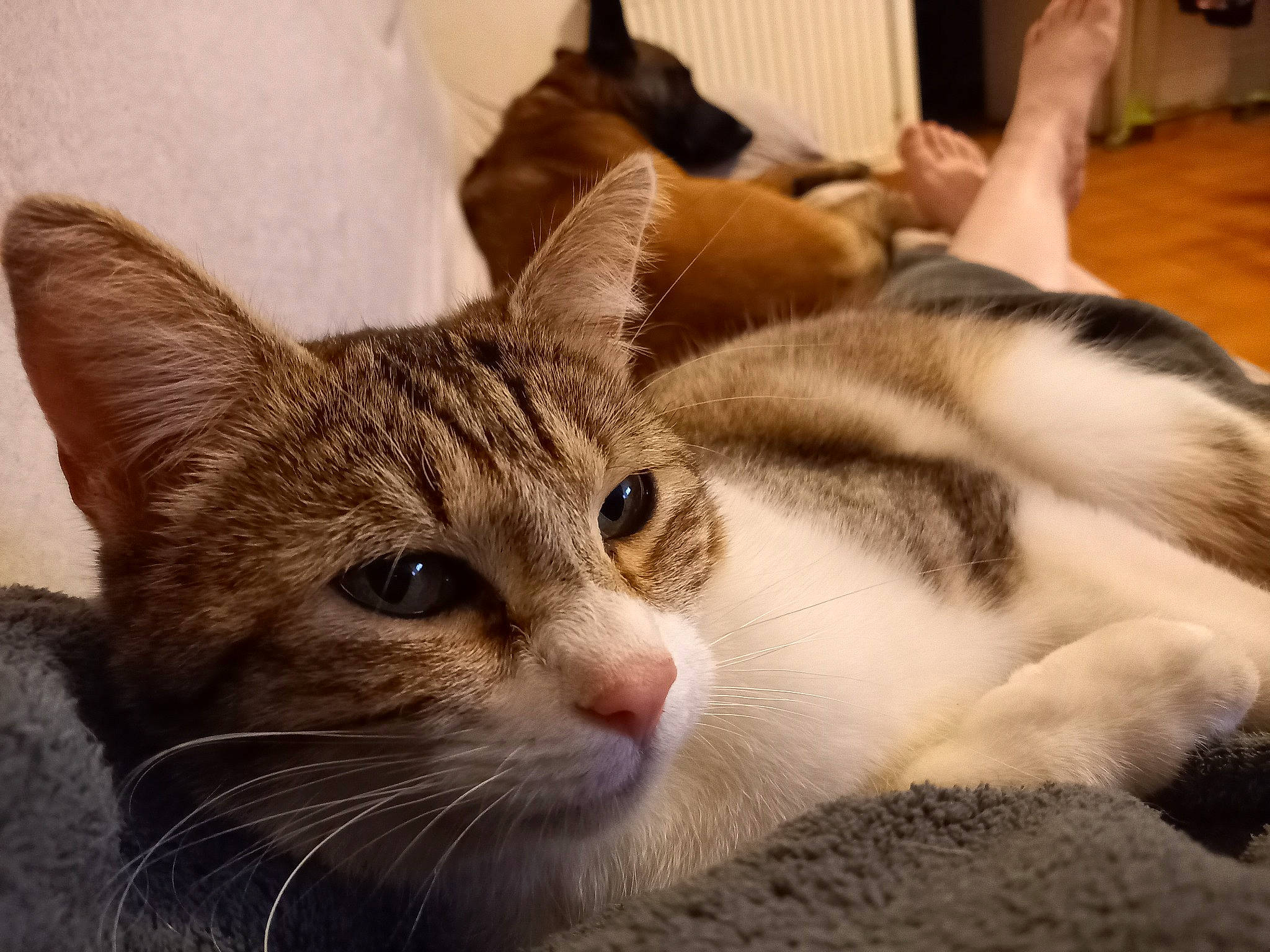 Rose participe au concours pour gagner de l'argent avec cette photo : carnivore, cat, comfort, domestic_short_haired_cat, ear, felidae, fur, paw, small_to_medium_sized_cats, snout, whiskers, window