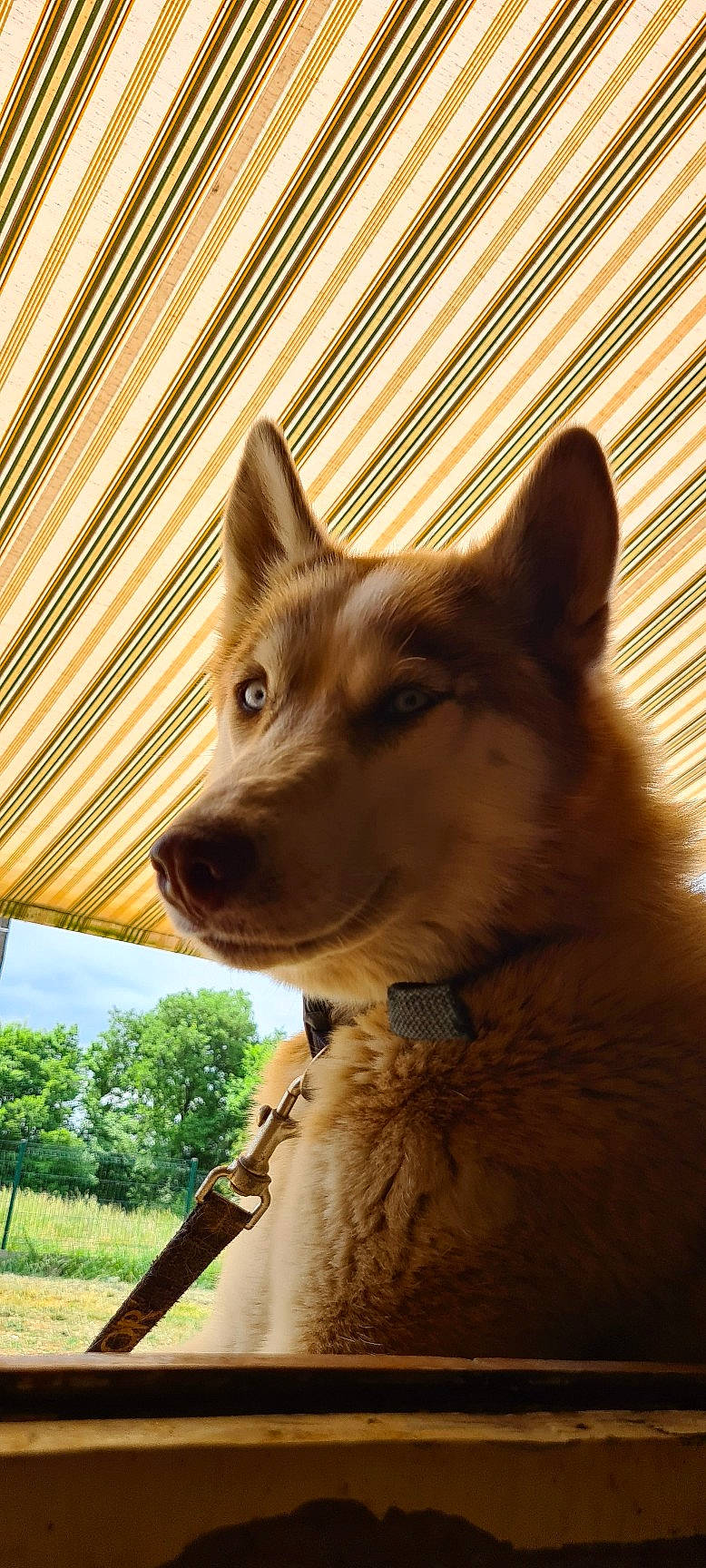 Ruby a rejoint le concours — aidez-le/la à gagner de superbes lots ! carnivore, companion_dog, dog, dog_breed, fawn, fur, grass, light, plant, shade, sky, snout, sporting_group, tail, tints_and_shades, tree, whiskers, wildlife, wood, working_animal