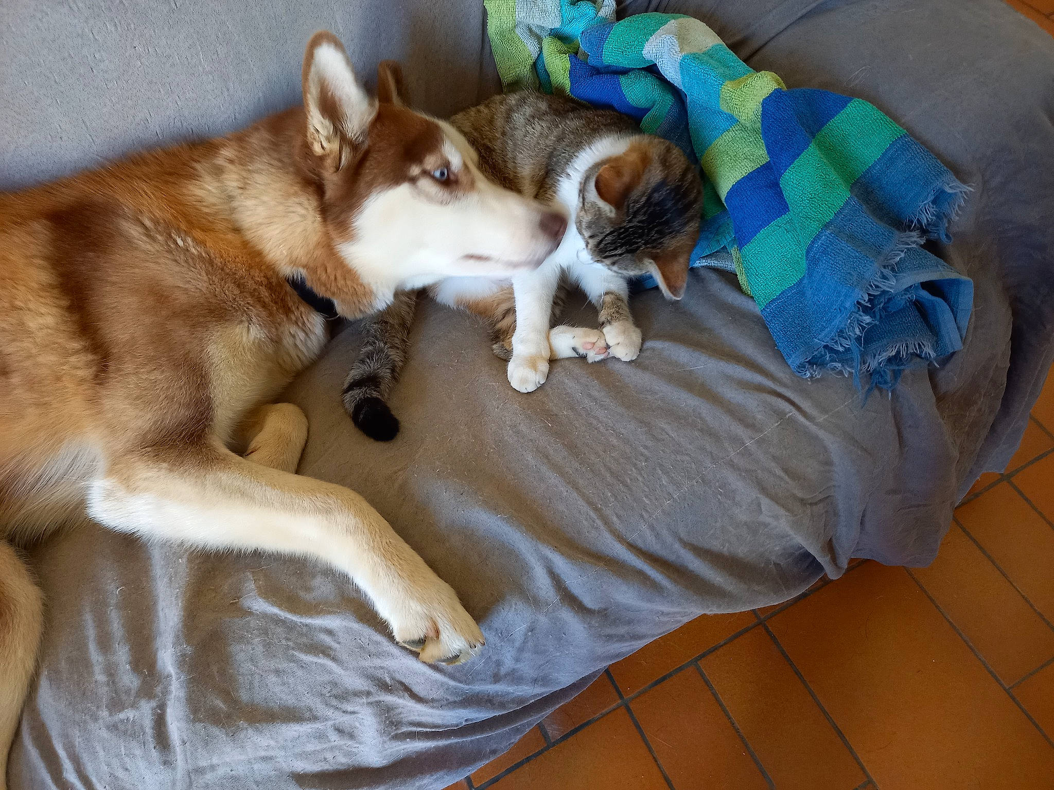 Ruby a rejoint le concours — aidez-le/la à gagner de superbes lots ! canidae, carnivore, comfort, companion_dog, dog, dog_breed, dog_supply, fawn, felidae, flooring, fur, linens, paw, pet_supply, sled_dog, small_to_medium_sized_cats, sporting_group, tail, whiskers, working_animal