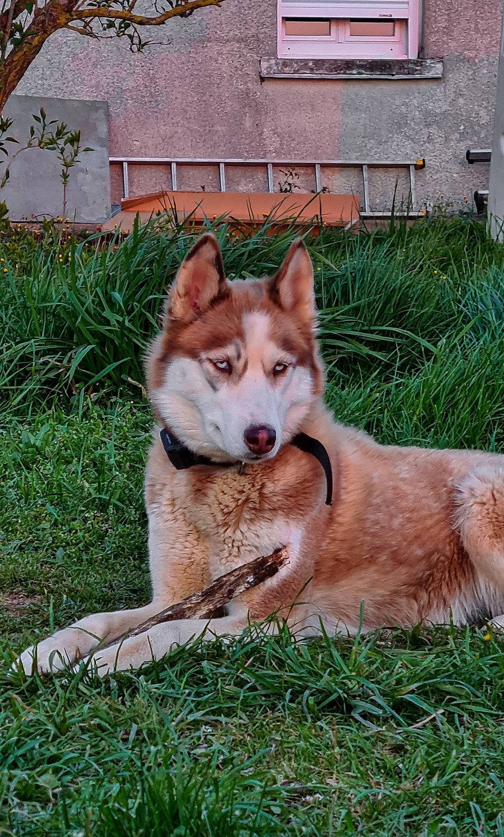 Ruby a rejoint le concours — aidez-le/la à gagner de superbes lots ! ancient_dog_breeds, canidae, carnivore, collar, companion_dog, dog, dog_breed, fawn, fur, grass, non_sporting_group, plant, snout, sporting_group, tail, terrestrial_animal, tree, window, working_dog