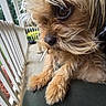 dog, close_up, fur, small_dog, portrait, outdoor, porch, railing, paws, brown_fur, cute, animal, pet, face, whiskers, nose, eye, furry, background, calm