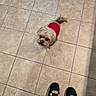Sir Legend is registered to the contest to win money with this photo: dog, small_dog, red_sweater, tile_floor, indoor, looking_up, footwear, sneakers, black_shoes, yellow_details, pet, cute, waiting, companion, floor_tiles, square_tiles, light_shadow, casual, cozy, domestic