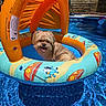 Sir Legend is registered to the contest to win money with this photo: dog, inflatable_raft, pool, water, sunny, summer, pet, tongue_out, blue, orange, floating, outdoor, animal, canine, relaxing, backyard, colorful, fun, sunlight, vacation