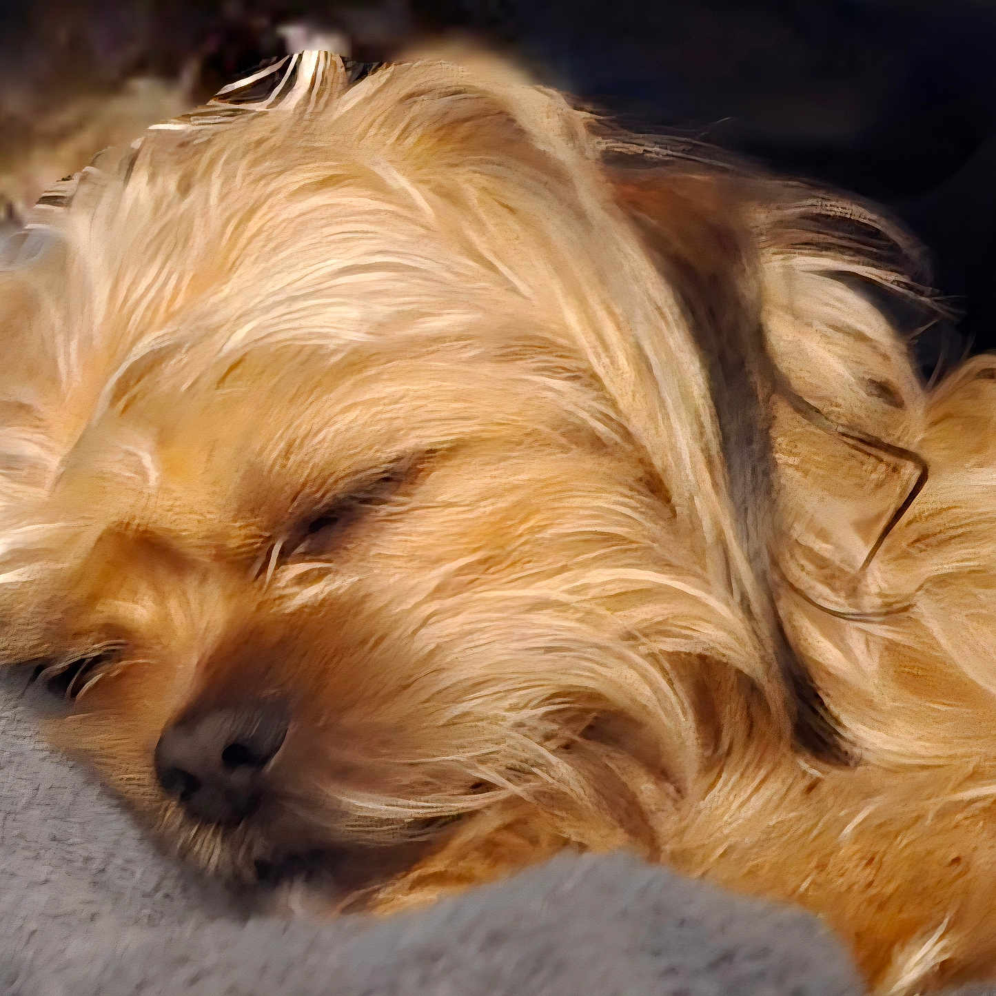 Sir Legend joined the competition — help win amazing prizes! dog, sleeping, fur, close_up, pet, resting, cozy, golden, animal, cute, calm, indoors, soft, relaxed, mammal, companion, adorable, peaceful, home, nap