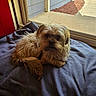 dog, small_dog, pet, indoor, blanket, window, glass_door, fur, curious, relaxed, cozy, wood_floor, sunlight, home, animal, companion, cute, brown_fur, resting, looking