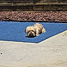 Sir Legend is registered to the contest to win money with this photo: dog, small_dog, fluffy, outdoor, mat, blue_mat, wood, wooden_wall, sunlight, relaxed, pet, animal, yard, concrete, lying_down, fur, daytime, nature, resting, cute
