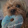 Sir Legend is registered to the contest to win money with this photo: dog, toy, plush, donut, pet, cute, indoor, closeup, brown, furry, animal, mouth, face, playful, soft, cozy, background, home, morning, text_overlay