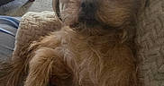 Sir Legend joined the competition — help win amazing prizes! dog, pet, fluffy, scruffy, blanket, cozy, relaxed, indoor, living_room, carpet, furniture, brown_fur, cute, companion, canine, animal, face, paw, resting, home