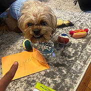 Sir Legend joined the competition — help win amazing prizes! dog, toy, birthday, cupcake, blue_sweater, carpet, orange_envelope, handwriting, finger, tennis_ball, hot_dog_toy, indoor, pet, plastic_container, floor, celebration, small_dog, fur, chewing, cute