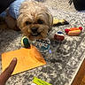 dog, toy, birthday, cupcake, blue_sweater, carpet, orange_envelope, handwriting, finger, tennis_ball, hot_dog_toy, indoor, pet, plastic_container, floor, celebration, small_dog, fur, chewing, cute