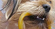 Sir Legend is registered to the contest to win money with this photo: dog, close_up, pet, fur, mouth, teeth, bell_pepper, yellow, snout, animal, cute, whiskers, curious, indoor, face, food, playful, tongue, brown_fur, nose